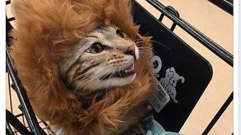 Petco 'I'm a Lion' Facebook Update