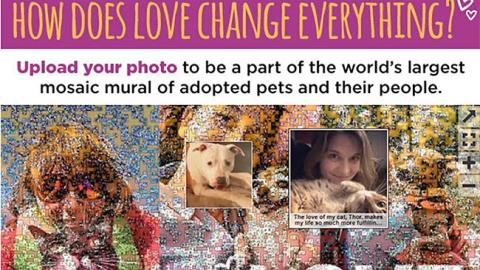 Petco 'How Does Love Change Everything?' Email