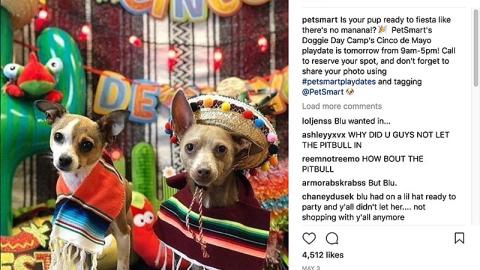 PetSmart 'Ready to Fiesta' Instagram Update